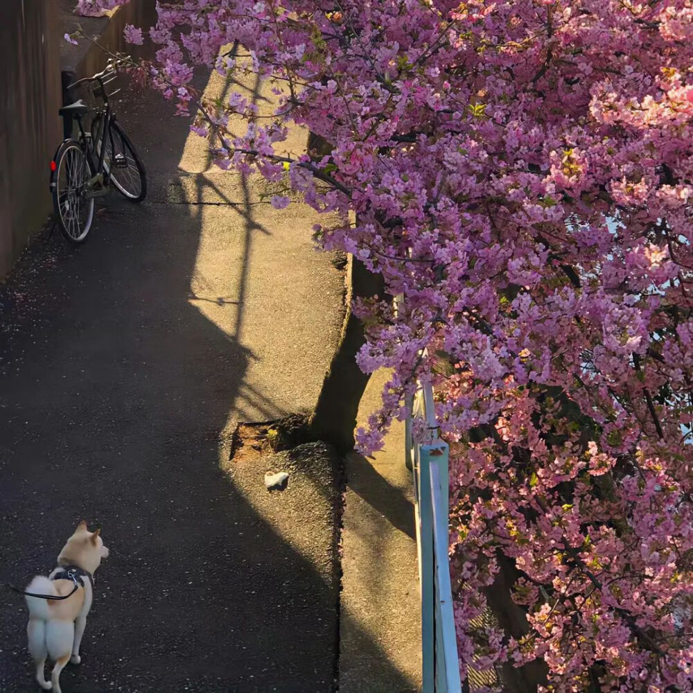 Share｜花开有时的背景图