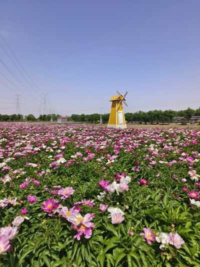 芍药花旅游节（祁县雅安村）