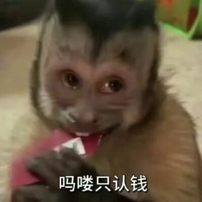 吗喽表情包 - 高清图片，堆糖，美图壁纸兴趣社区