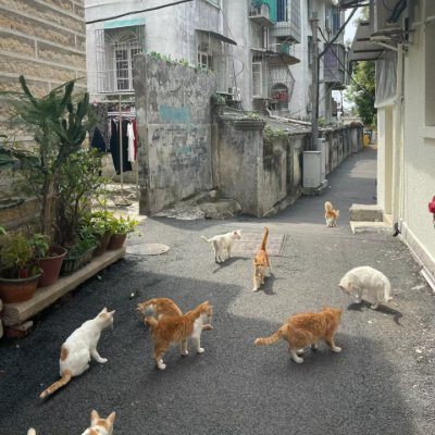 猫咪背景图