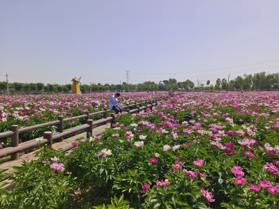 芍药花（2024.5.11 祁县雅安村）