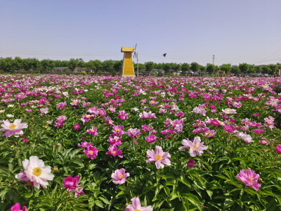 芍药花旅游节（祁县雅安村）