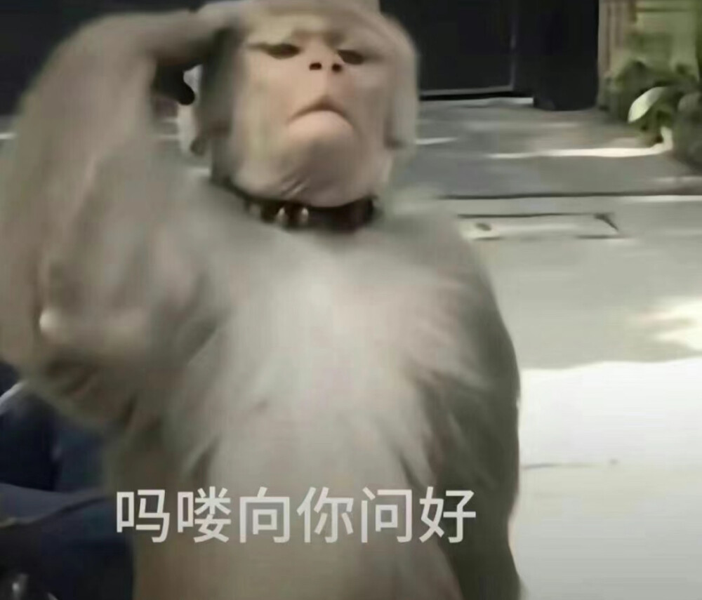 吗喽表情包 - 高清图片，堆糖，美图壁纸兴趣社区