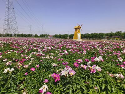 芍药花旅游节（祁县雅安村）