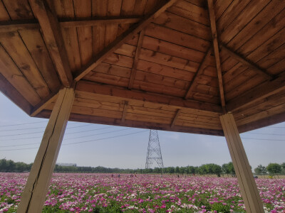 芍药花（2024.5.11 祁县雅安村）