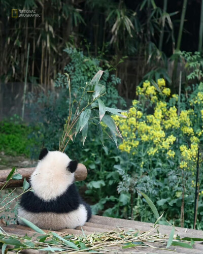 睿宝 辉宝 宝家族