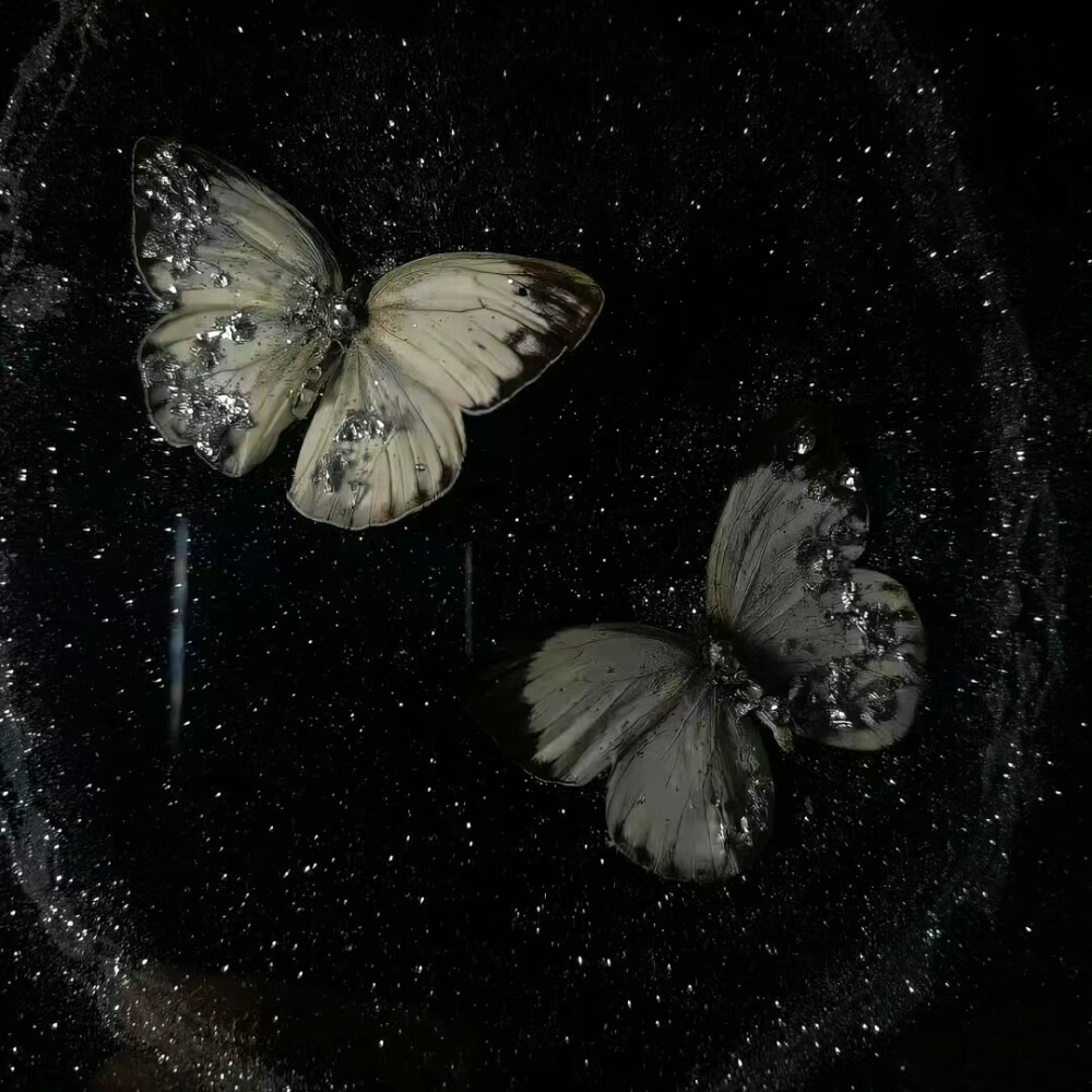 黑色系背景图蝴蝶背景图