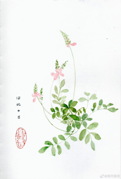 花卉手绘