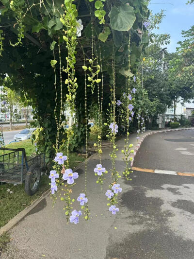 风景壁纸 | 绿色的夏天