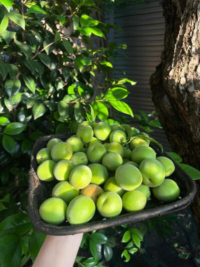 风景壁纸 | 绿色的夏天