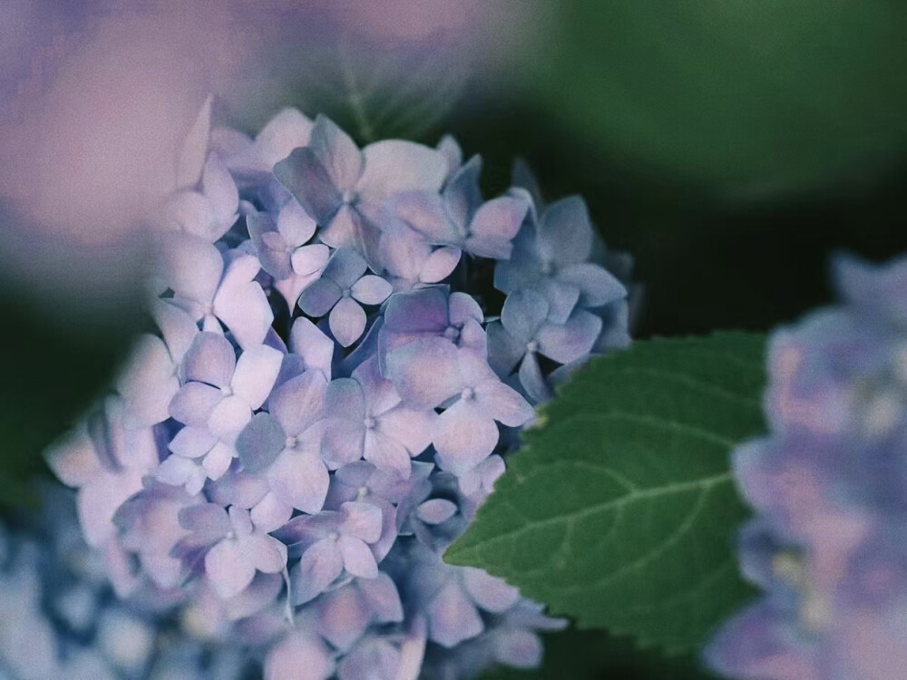 家楼下的花儿