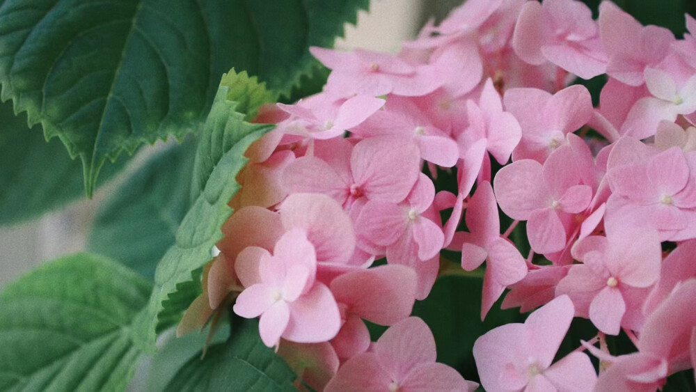 家楼下的花儿