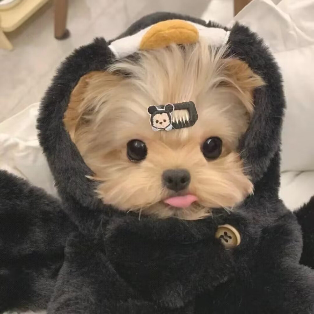 小狗小猫头像
