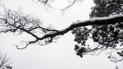 汉中龙头山雪雾。香雾云鬟湿，清辉玉臂寒。 山峰沟壑薄雾轻烟绕，晨光初照环山羊肠路。山顶的白雪仿佛是一座座银色的金字塔，晶莹剔透矗立在天际，山体岩壁中生长着树木，在头上方跨过羊肠道，伸向上空。云雾环绕山…