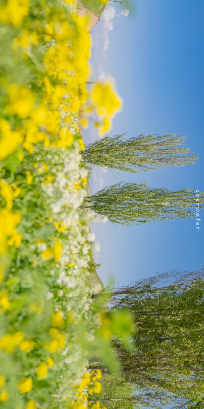 旷野上的初夏气息
「伊犁​​​」