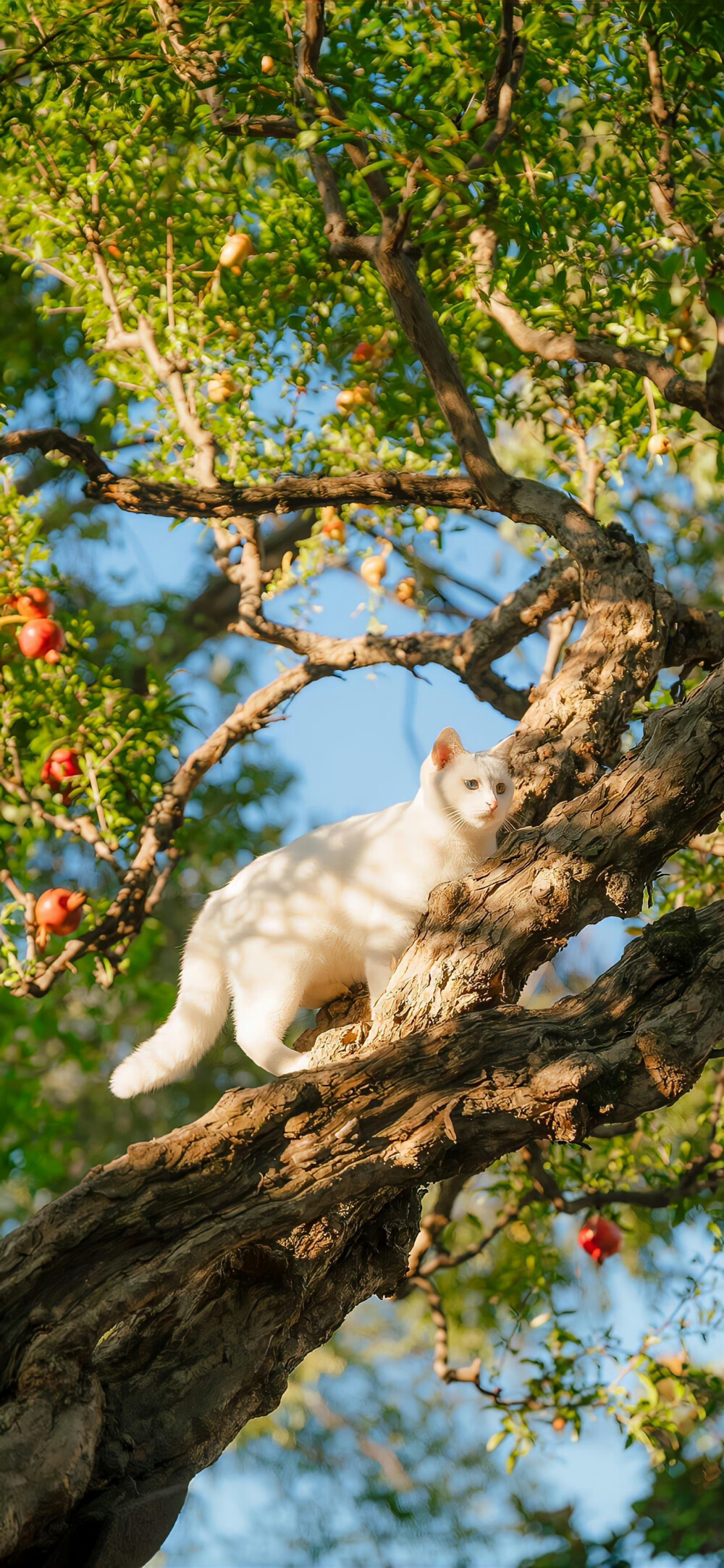手机壁纸 背景图