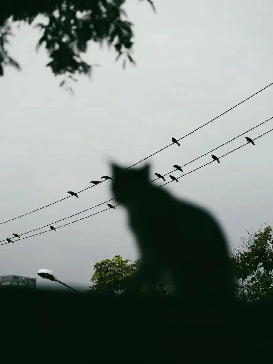 手机壁纸 背景图