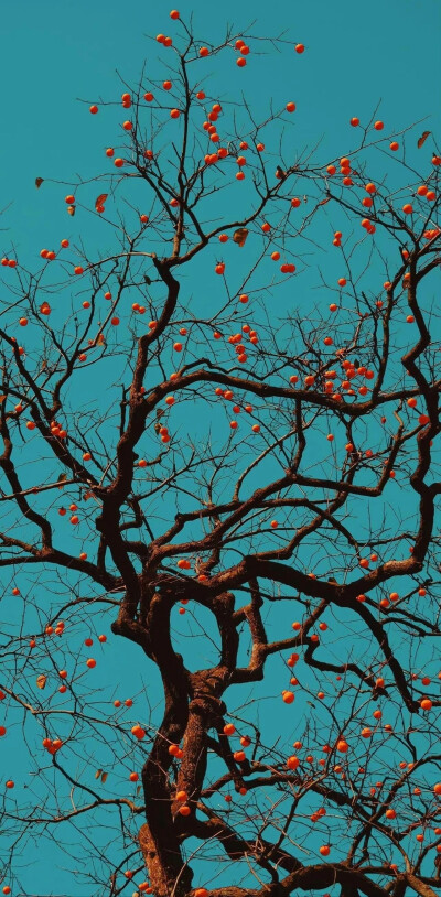 手机壁纸 背景图