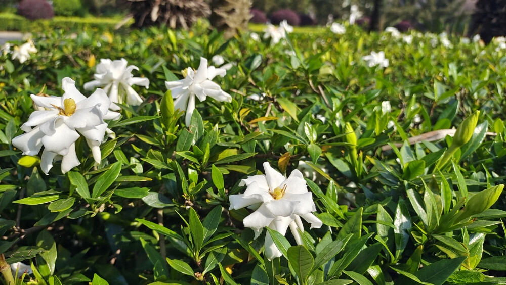 栀子花开 别样的温柔与诗意