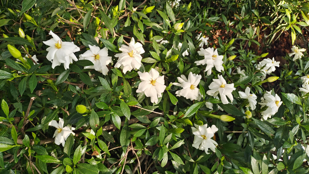 栀子花开 别样的温柔与诗意