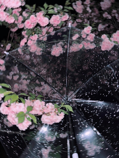 星雨樱花