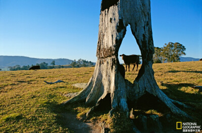 《树的画框》
澳大利亚新南威尔士伯玛吉，一头奶牛透过树干的洞望向镜头，仿佛站在画框中。摄影：Sam Abell