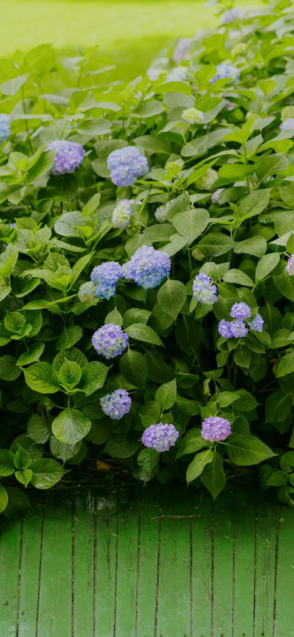 紫阳花壁纸