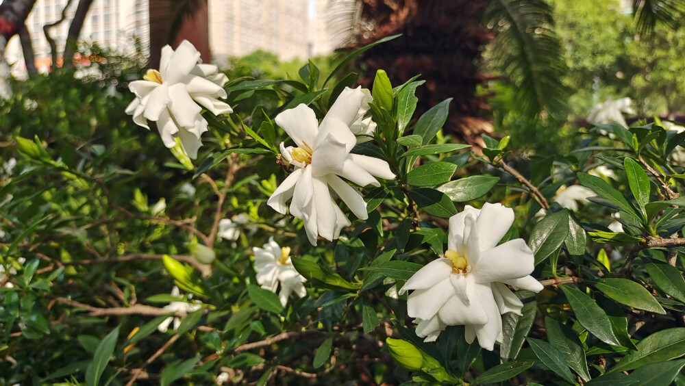 栀子花开 别样的温柔与诗意