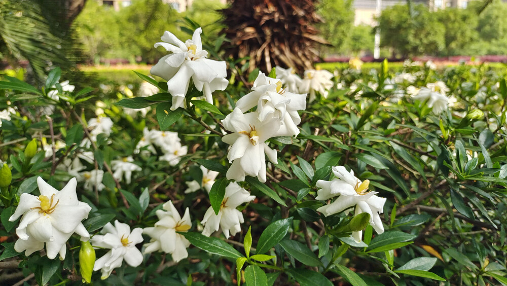 栀子花开 别样的温柔与诗意