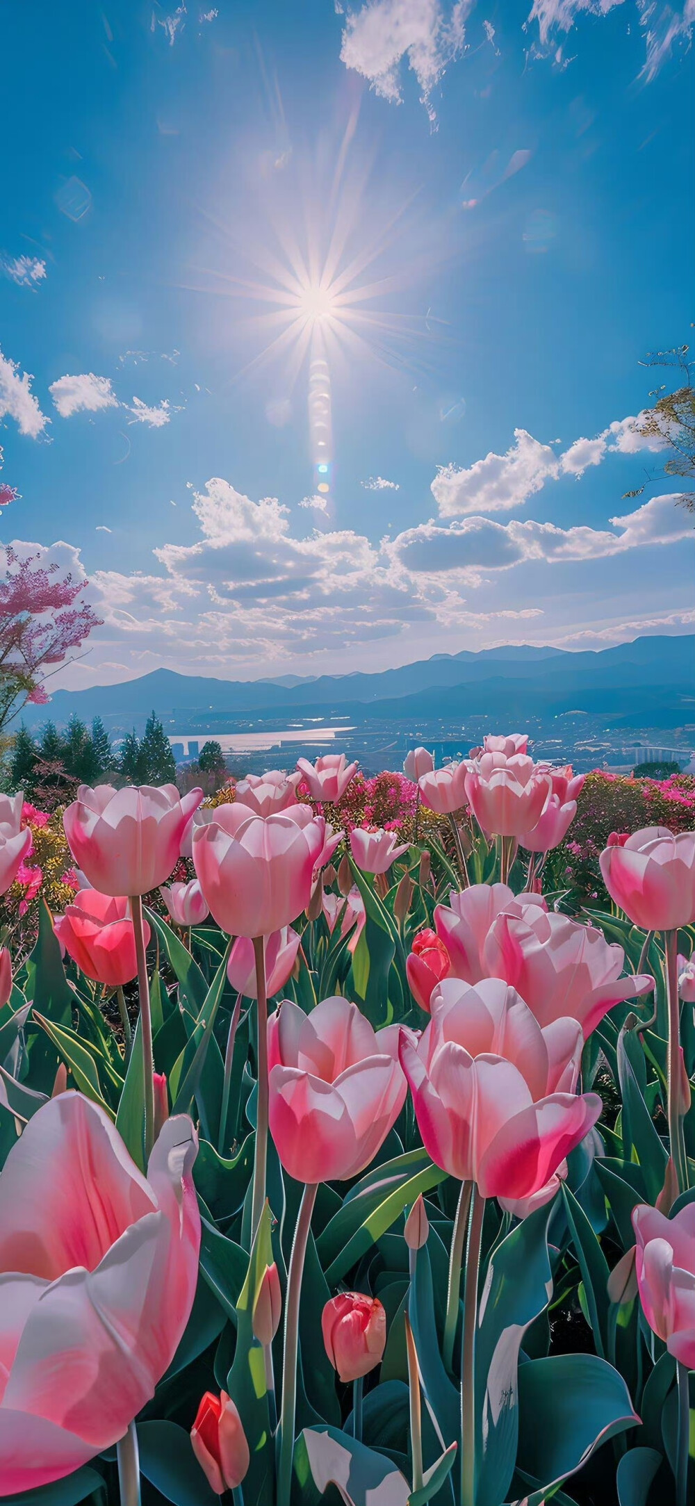 堆糖鲜花壁纸图片