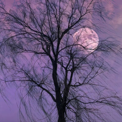 紫色背景图
