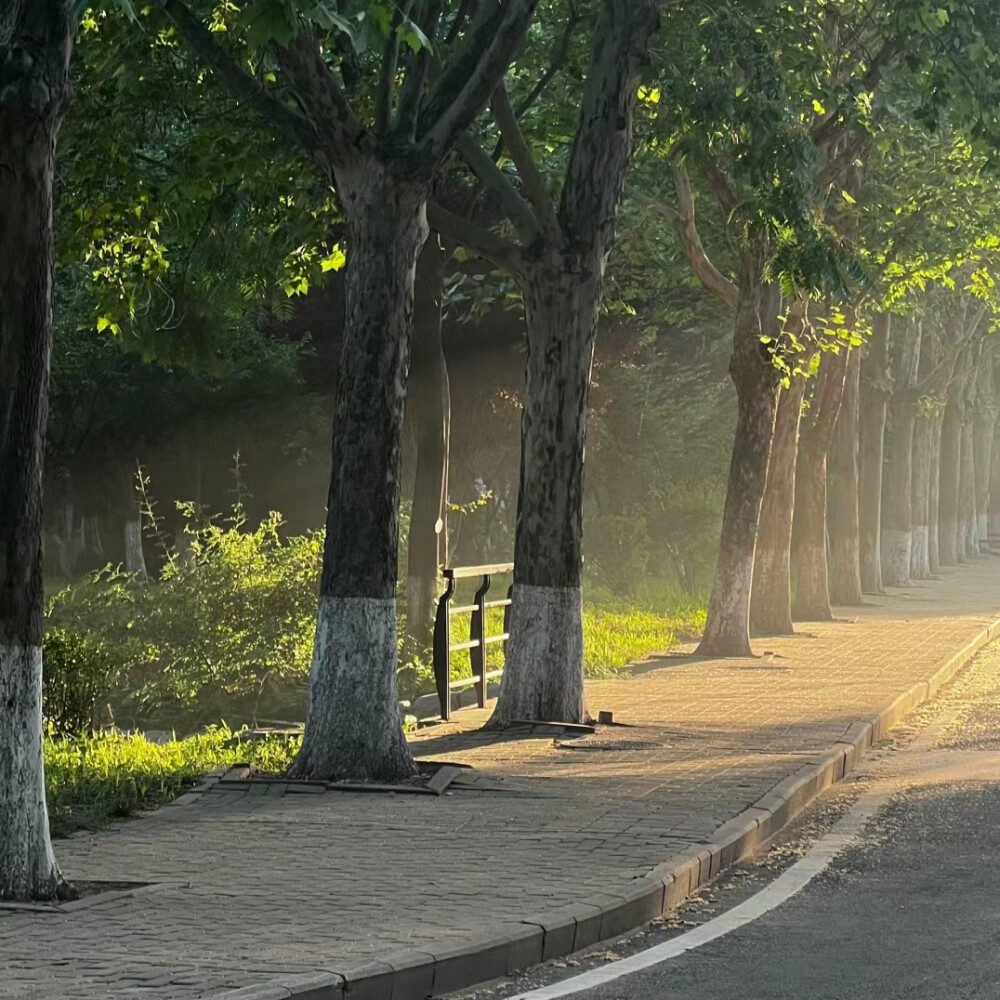 绿色系背景图 光的背景图