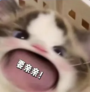 猫猫表情包