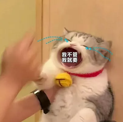 猫猫表情包