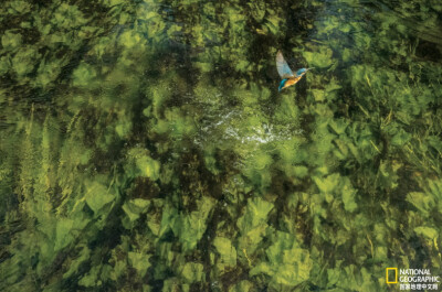 《青翠》
多塞特郡斯陶尔河中一片欧亚萍蓬草上方几厘米处，一只翠鸟在捕食。米诺鱼、鮈杜父鱼和鳟鱼幼鱼都是这种顶级掠食者的猎物。摄影：Charlie Hamilton James