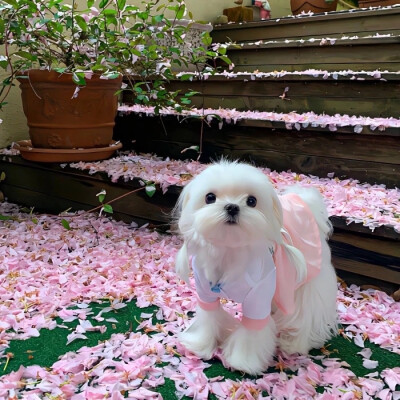 Pink&Pink
粉里粉气桌面图标组件图