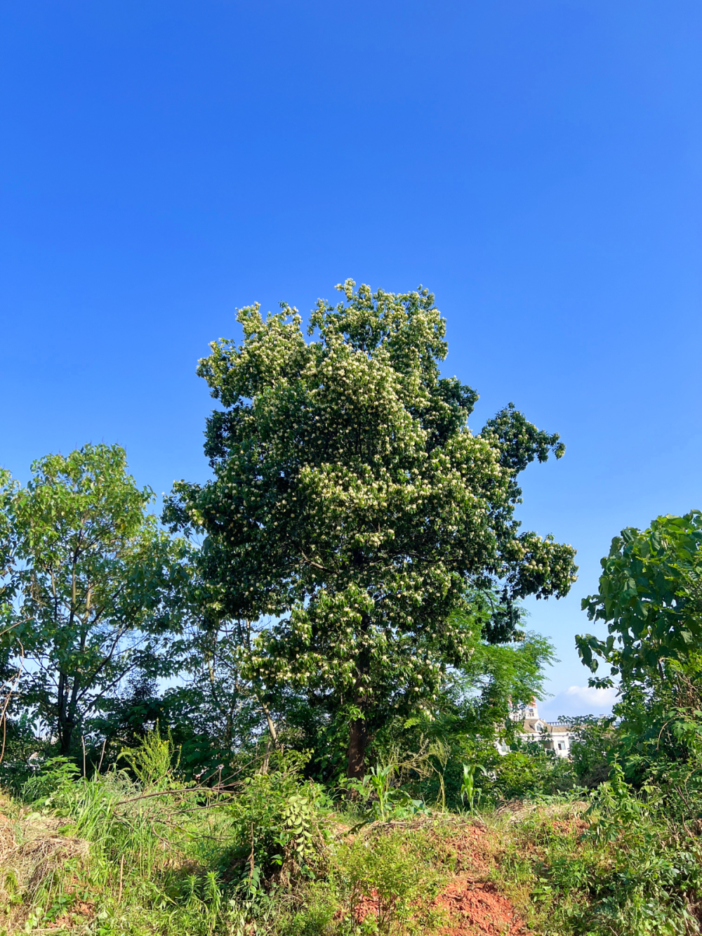 小区旁边有块野地，开发商一直没有建房子。慢慢的，小区居民就在那块地上开了荒种了菜。每年春天和秋天，我就会去地里逛逛，虽然大部分土地都被种上了菜，但还是有很多野生植物。从每年早春的阿拉伯婆婆纳 、金樱子，到蔷薇花、金银花、半边莲 ，再到晚春的栀子花、茅莓、悬钩子以及各种桔梗科的小野花。还有芒萁、商陆、红花檵木以及一些中草药，都是我喜欢的。秋天也有从绿到红渐变色的漂亮树叶、我总会摘一点回家插花，有时候还能捡到废弃鸟窝什么的回家做素材。今年窝在家里，一直不愿意出门，站在卧室窗台往外看去，近视眼看到白茫茫的一大片覆盖了菜地。离得远，看不清楚是什么花，当即下楼手脚并用爬上了小丘陵。野地里花蚊子众多，我是最招蚊子的体质，哪怕秋天穿得严实去这块地里，脸上也会被咬二三十个包，肿成猪头。春天就更别说了，穿的薄，直接隔着衣服咬一身包，今天穿着长袖长裤，涂满防蚊膏才出门，还好还好，只咬了十几个红包 ，对着镜子和自己说这也算鸿运当头。