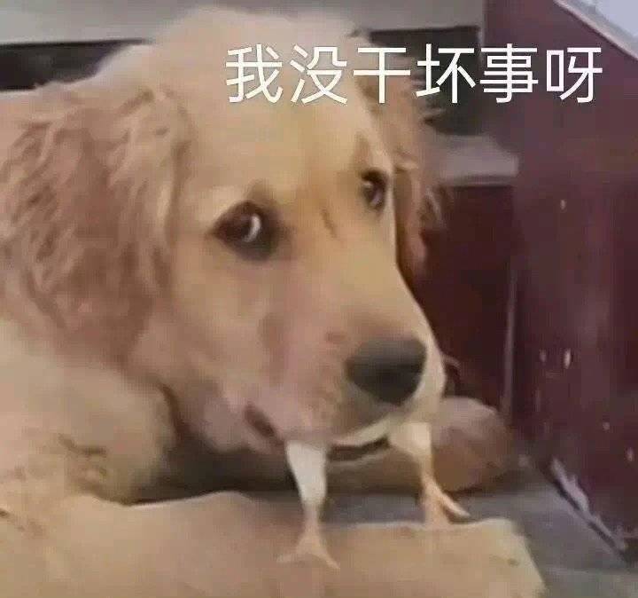 小狗表情包