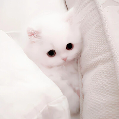 猫猫