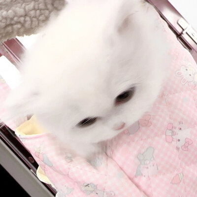 猫猫