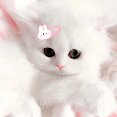 猫猫