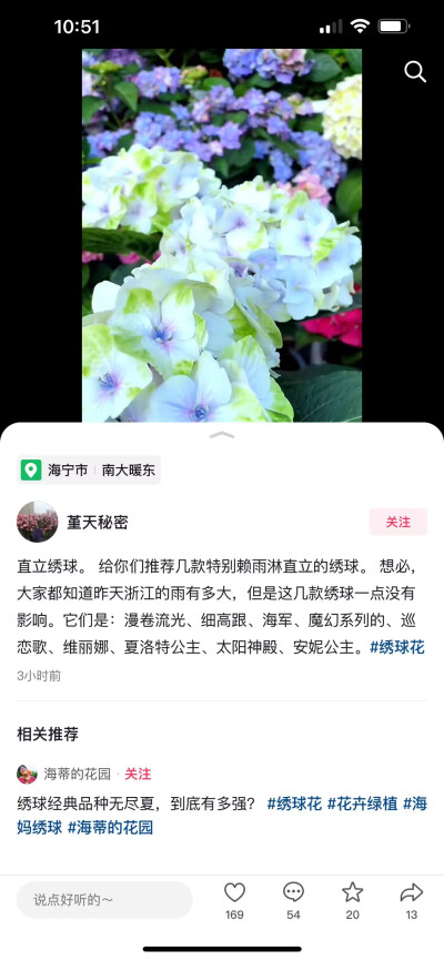 收藏一下，花友推荐的直立性好的，适合浙江的绣球