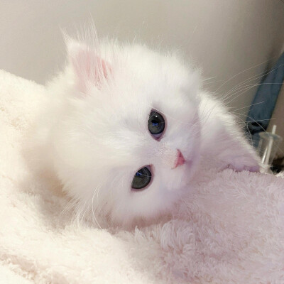 猫猫
