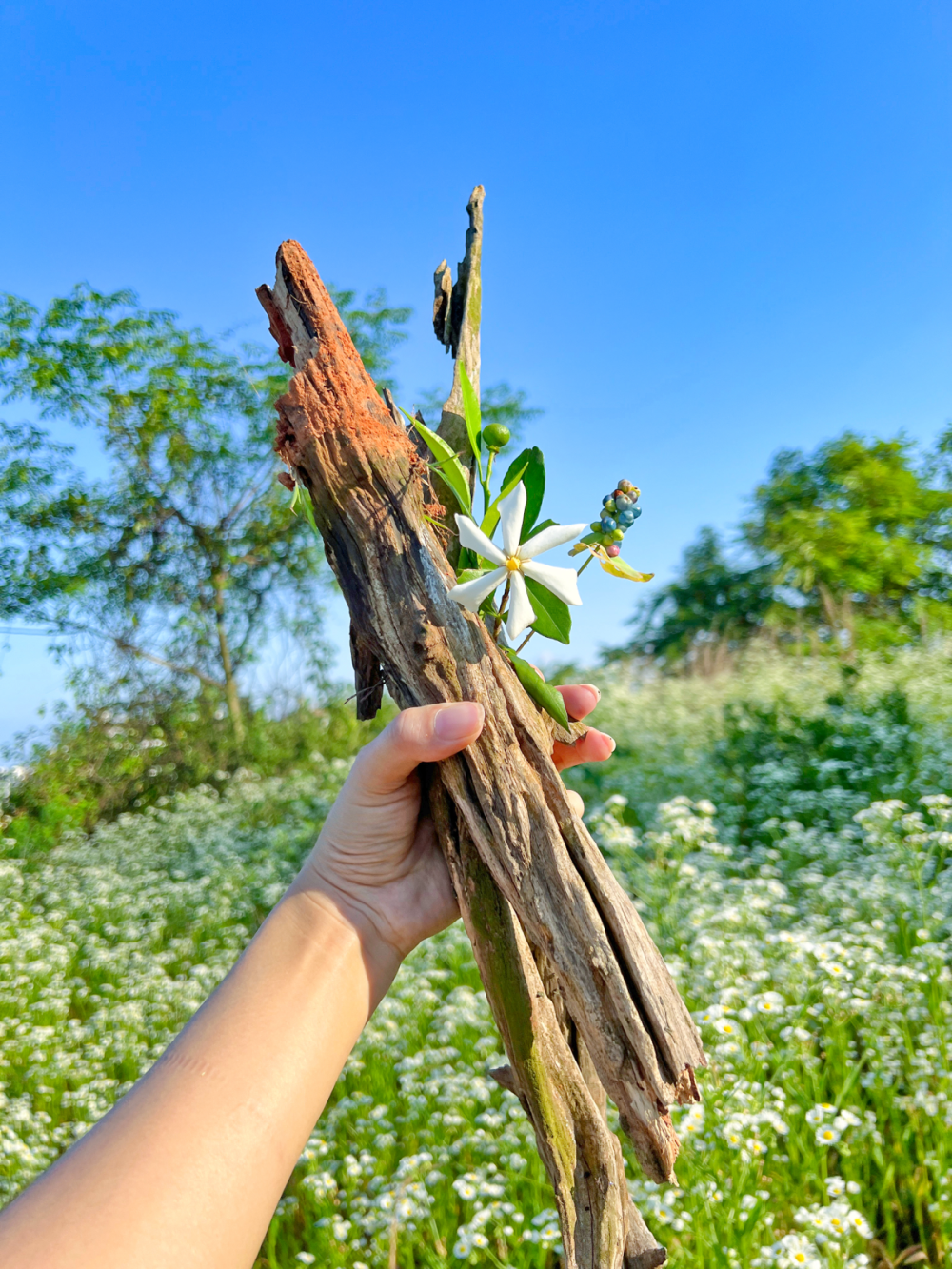 小区旁边有块野地，开发商一直没有建房子。慢慢的，小区居民就在那块地上开了荒种了菜。每年春天和秋天，我就会去地里逛逛，虽然大部分土地都被种上了菜，但还是有很多野生植物。从每年早春的阿拉伯婆婆纳 、金樱子，到蔷薇花、金银花、半边莲 ，再到晚春的栀子花、茅莓、悬钩子以及各种桔梗科的小野花。还有芒萁、商陆、红花檵木以及一些中草药，都是我喜欢的。秋天也有从绿到红渐变色的漂亮树叶、我总会摘一点回家插花，有时候还能捡到废弃鸟窝什么的回家做素材。今年窝在家里，一直不愿意出门，站在卧室窗台往外看去，近视眼看到白茫茫的一大片覆盖了菜地。离得远，看不清楚是什么花，当即下楼手脚并用爬上了小丘陵。野地里花蚊子众多，我是最招蚊子的体质，哪怕秋天穿得严实去这块地里，脸上也会被咬二三十个包，肿成猪头。春天就更别说了，穿的薄，直接隔着衣服咬一身包，今天穿着长袖长裤，涂满防蚊膏才出门，还好还好，只咬了十几个红包 ，对着镜子和自己说这也算鸿运当头。