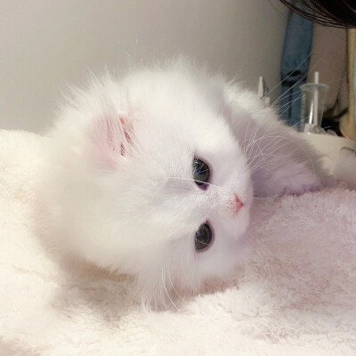 猫猫