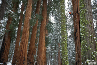 《巨杉》
在美国红杉国家公园，一名攀爬者爬上了一棵巨型红杉。它是世界上第二大的树，九十年前，人们怀着敬畏称它为“总统”。摄影：Michael Nichols