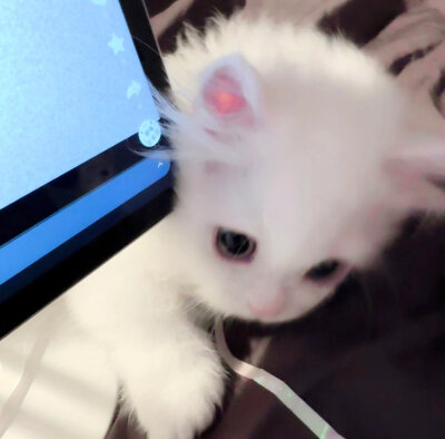 猫猫