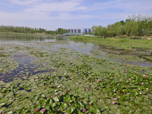 睡莲（晋阳湖公园）