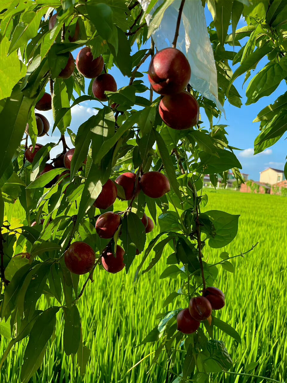 “ 水果自由的夏天,农村老家才是疲惫生活里的解药 ” ​