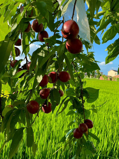 “ 水果自由的夏天,农村老家才是疲惫生活里的解药 ” ?